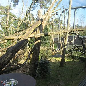 Burgers' Rimba - Leaf monkey/gibbon outdoors