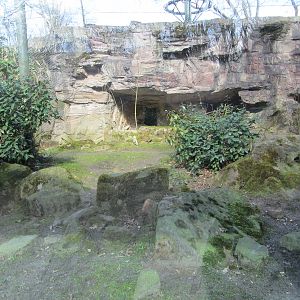 Burgers' Rimba - Golden jackal enclosure