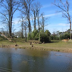 Burgers' Rimba - Main paddock