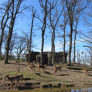 Burgers' Rimba - Main paddock