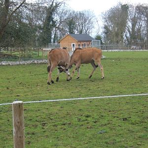 Eland fighting