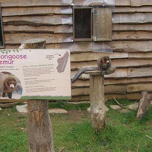 A Lemur that knows what it is