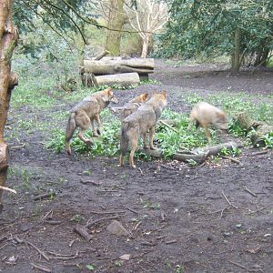 European Wolves