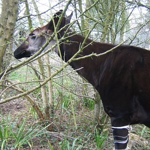 Okapi