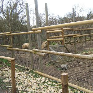 Linkage from new Okapi paddock and what was the Red River Hog Paddock