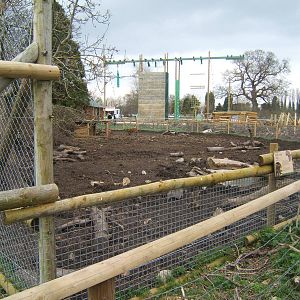 New Red River Hog exhibit