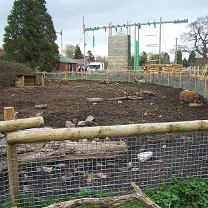 New Red River Hog exhibit