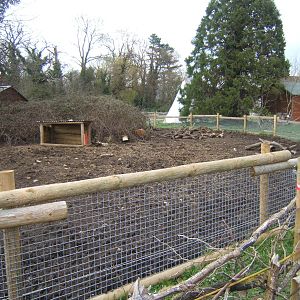 New Red River Hog exhibit
