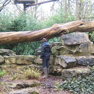 Keeper with Clouded Leopard