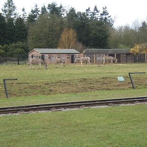 Chapman`s Zebra in the old Blackbuck Paddock