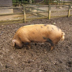Oxford and Sandy Pig