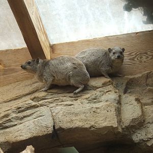 Arabian Rock Hyrax