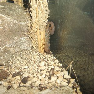 Arizona Bark Scorpion (Centuroides sculpturatus)