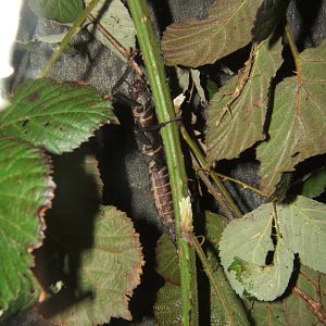 Giant Phillipine Stick Insect (Trachyaretaon brueckneri)