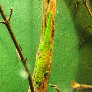 Giant Madagascan Day Gecko