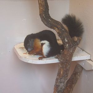 Prevost`s Squirrel (Callosciurus prevostii bangkanus)