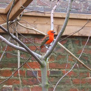 Male Madagascan Fody