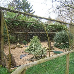 Striated Caracara Aviary