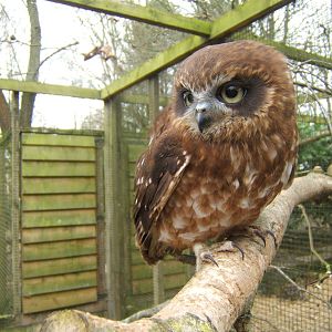 Young Boobook Owl