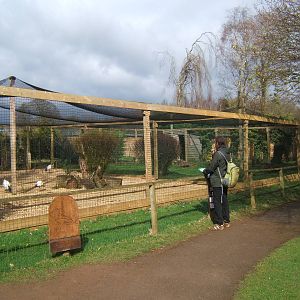 View of Sacred Ibis aviary
