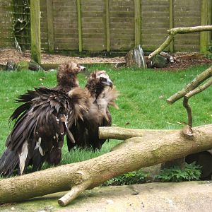 European Black Vulture`s