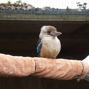 Blue-winged Kookaburra