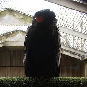 Bateleur Eagle