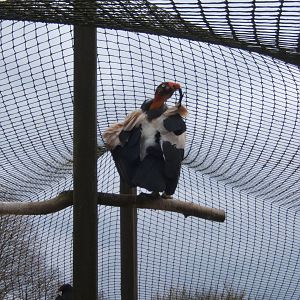 King Vulture