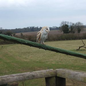 Barn owl