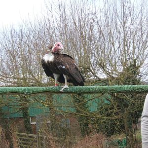 Hooded Vulture