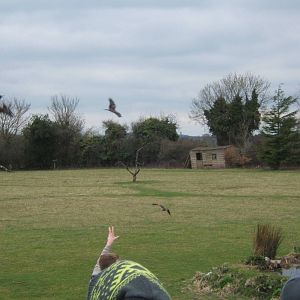 European Black kites
