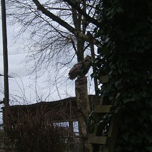 Eastern Siberian Eagle Owl in the Woodland Arena