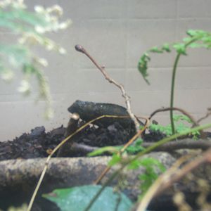 Bearded Pygmy Chameleon (Rieppeleon brevicaudatus)