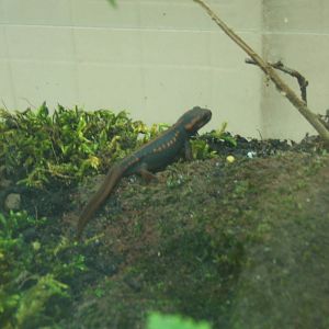 Emperor Newt (Tylototriton shanjing)