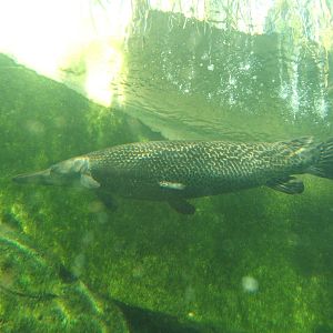 Alligator Gar