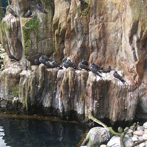 Inca Tern`s