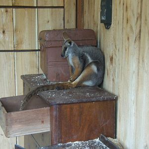 Yellow-footed Rock Wallaby