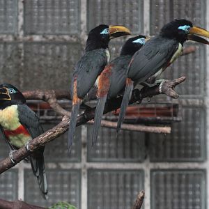 Family of Chestnut-eared Aracaris (Pteroglossus castanotis), October 2014