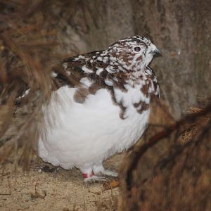 Willow Grouse (Lagopus lagopus), October 2014