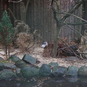 Aviary for Willow Grouse (Lagopus lagopus), October 2014