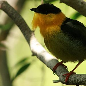 Golden-collared Manakin