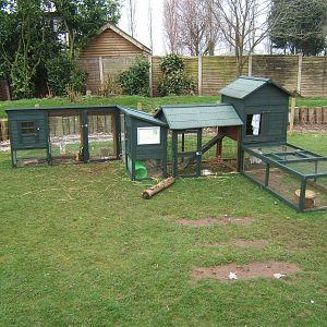 Domestic rabbit runs