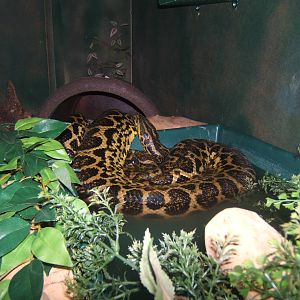 Yellow Anaconda