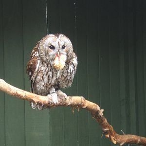 Tawny Owl