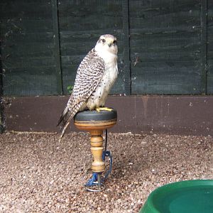 Gyr x Saker hybrid (Sultan)