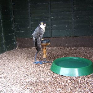 Peregrine x Barbary hybrid (Grouse)