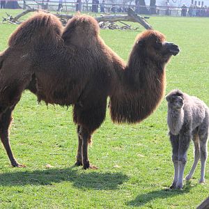 Bactrian camel Lottie with new calf 6-4-15