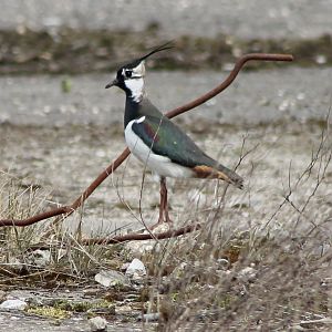 Lapwing