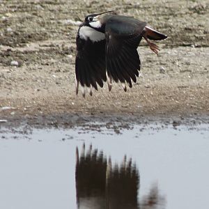 Lapwing