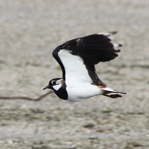 Lapwing